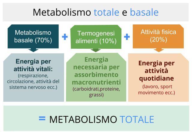 Viene definito metabolismo basale il livello minimo di dispendio energetico necessario a mantenere le funzioni vitali e lo stato di veglia.