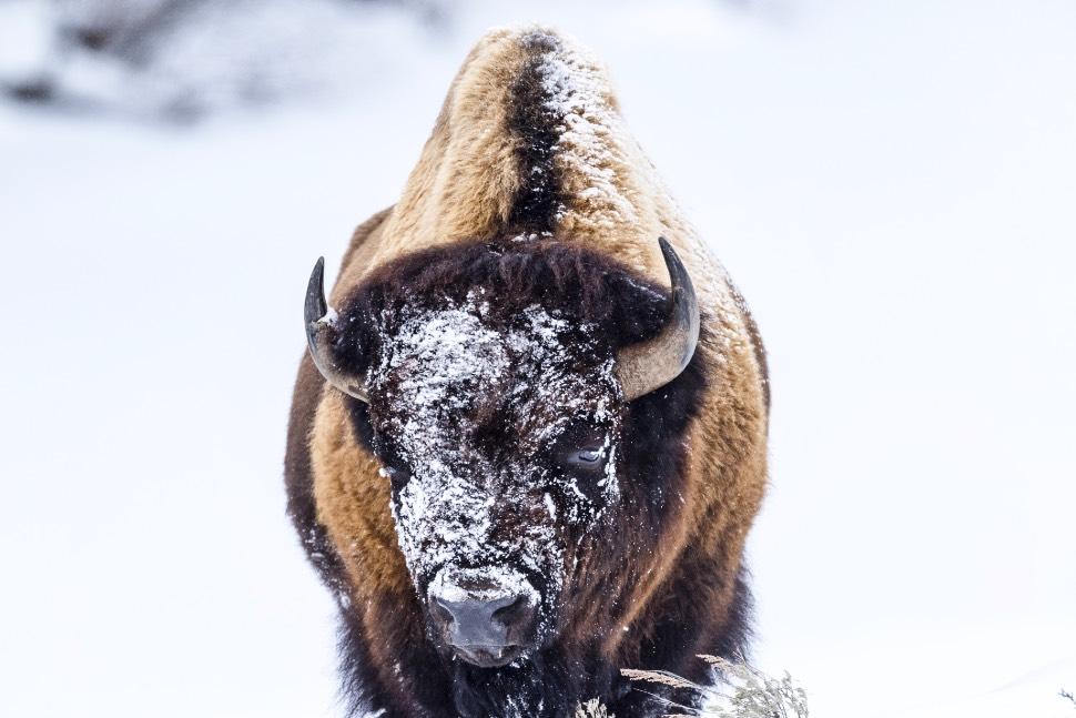 A seconda del meteo e delle intuizioni della nostra guida ci spingeremo nelle diverse aree di Yellowstone a caccia (fotografica) di bisonti, lupi, alci e volpi.