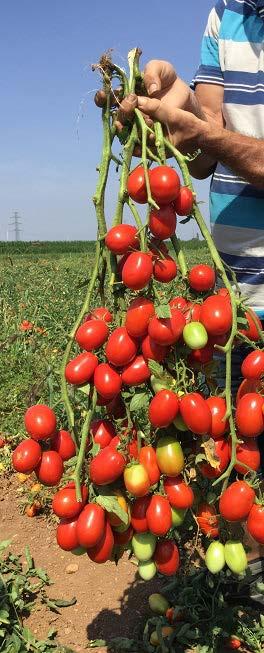 Le scelte varietali al servizio della produttività Napoli 2