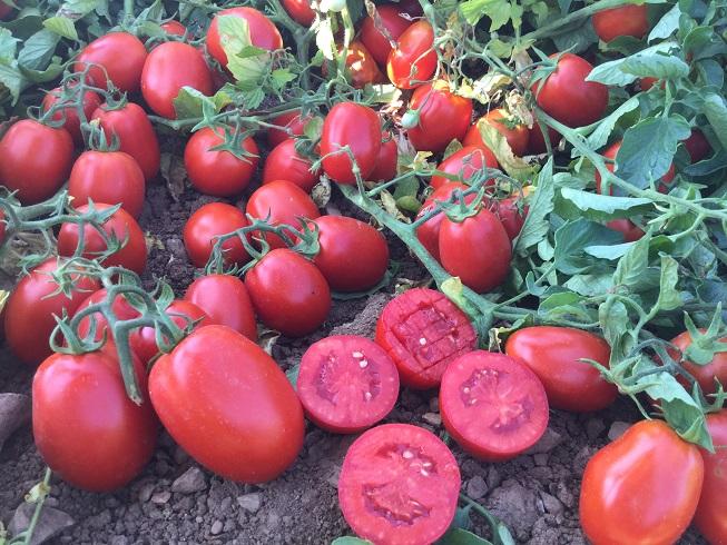 FATTORI CHIAVE PER LA PRODUTTIVITA IL CAMPO