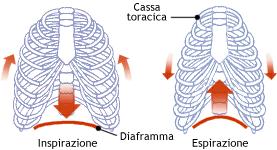 le vie aerifere (distribuzione) raggiungendo gli