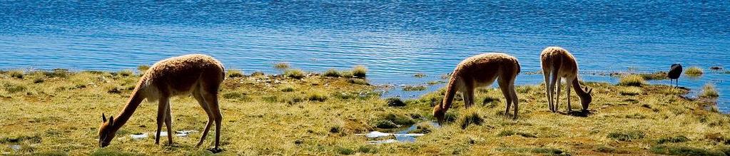 Pista dell altopiano I fenomeni geotermici Si prosegue verso la costa, lungo l antico tracciato precolombiano usato in antichità per trasportare