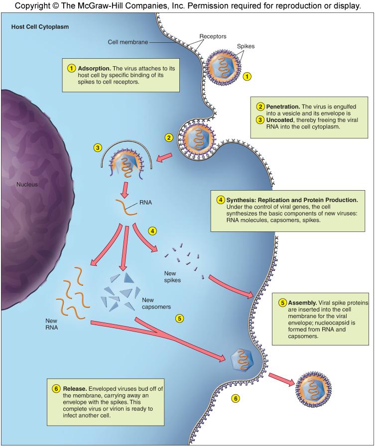 REPLICAZIONE VIRALE Adesione Penetrazione
