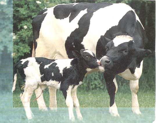 OBIETTIVI DELL ALLEVAMENTO BOVINO DA LATTE Un vitello