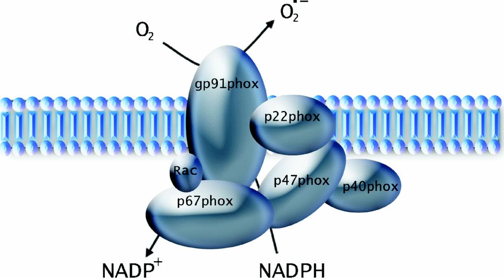 Chronic Granulomatous Disease n Defect in NADPH oxidase