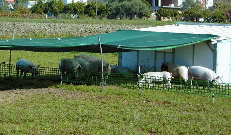 Benessere animale Questione di grande rilevanza, dalla quale oggi non si può