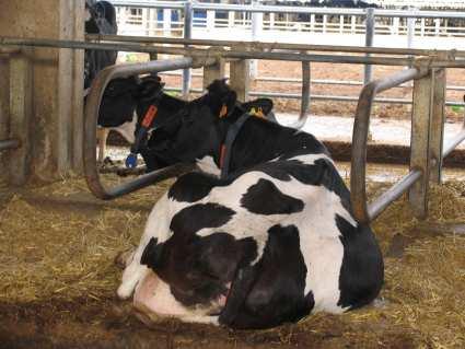 Punteggio CATE Zona di riposo a cuccette Numero di cuccette/numero vacche Lunghezza e larghezza cuccetta Presenza di