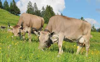 Punto di vista Sommario Nuovi valori genetici per bovine più redditizie Il comitato ha deciso importanti modifiche per la prossima stima dei valori genetici (SVG).