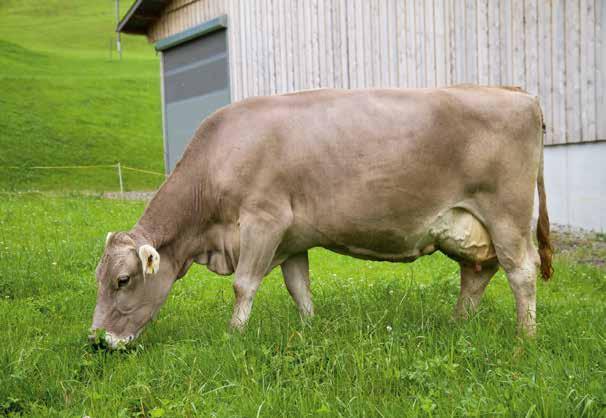 Allevamento 100 % Brown Swiss sono però esclusi dal gruppo di animali di base poiché diminuiscono la sicurezza della genomica BO.