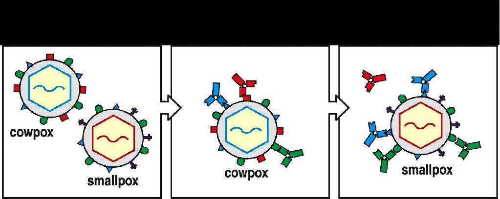 I virus del vaiolo bovino e umano condividono alcuni antigeni di superficie L immunizzazione con il virus del vaiolo bovino induce