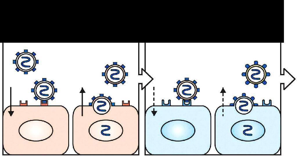 1. Alcuni esempi di: vaccini attenuati (vivi, interi) Generazione del vaccino con virus attenuato.