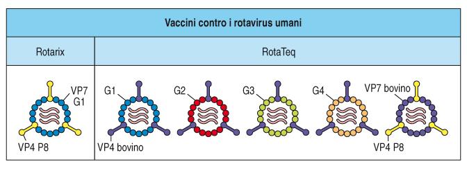 1. Alcuni esempi di: vaccini attenuati (vivi, interi) Un vaccino attenuato di più recente generazione contro l infezione da rotavirus Il rotavirus è un virus a RNA responsabile di una grave forma di