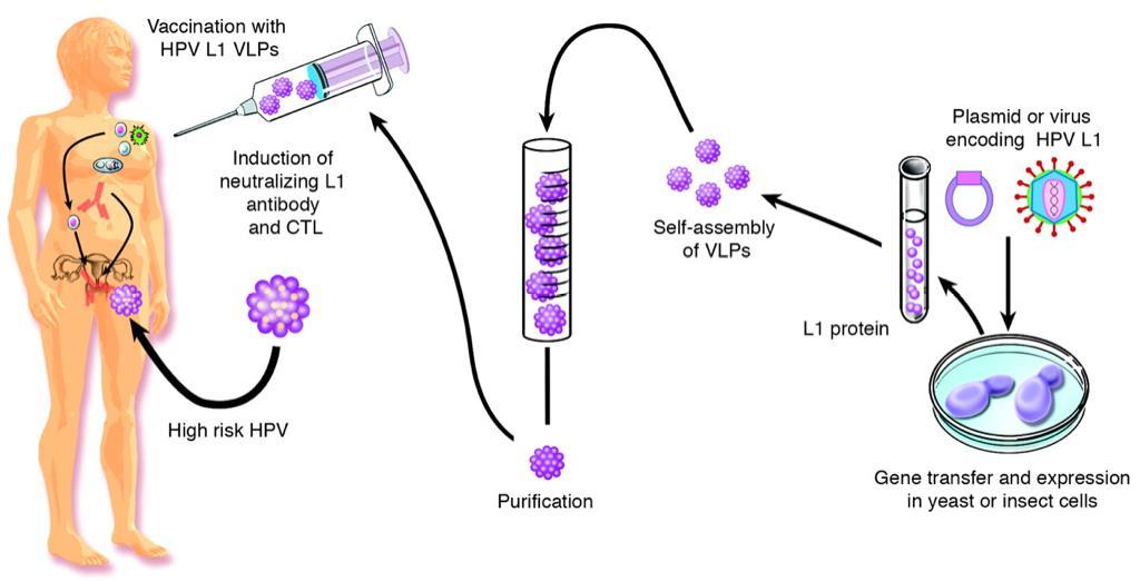 4. Alcuni esempi di: vaccini a subunità Subunit vaccines: HPV vaccine consisting of L1 (capsid protein) Virus-Like Particles (VLP) from HPV-16 and HPV-18 HPV: virus a DNA responsabile di varie