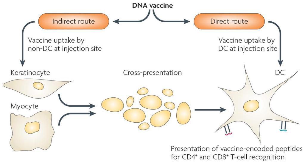 Vaccini a DNA