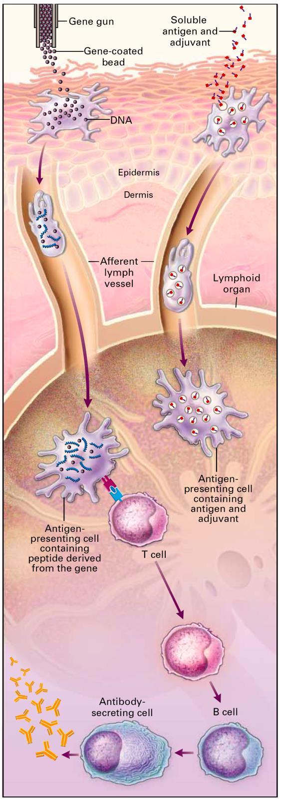 Alternatives to vaccination with a needle: the gene gun (DNA