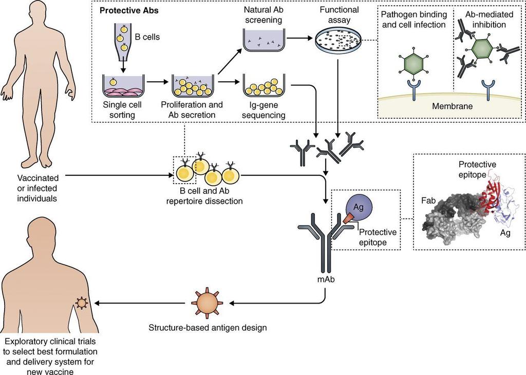 Interplay of B cell technology and structural biology in vaccine