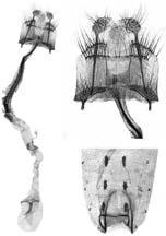 G. BALDIZZONE 1 3 2 Figs. 1-3. Coleophora eilatica Baldizzone, 1994. 1. Apparato genitale femminile (PG Bldz 1378).