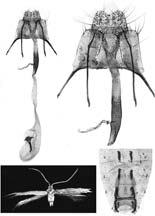 G. BALDIZZONE 17 18 19 20 Figs. 17-20. Coleophora taizensis Baldizzone, sp. n. 17. Apparato genitale femminile (PG Bldz 14172).