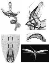 G. BALDIZZONE 26 27 29 28 30 Figs. 26-29. Coleophora omanica Baldizzone, sp. n. 26. Apparato genitale maschile (PG Bldz 14194). 27. Particolare ingrandito di cucullus, sacculus, phallotheca.