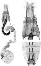 CONTRIBUZIONI ALLA CONOSCENZA DEI COLEOPHORIDAE. CXVI. COLEOPHORIDAE DI OMAN E YEMEN 31 32 33 Figs. 31-33. Coleophora omanica Baldizzone, sp. n. 31. Apparato genitale femminile (PG Bldz 14180).