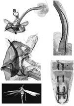 G. BALDIZZONE 34 35 36 38 37 Figs. 34-38. Coleophora yemenita Baldizzone, sp. n. 34. Apparato genitale maschile (holotypus). 35. Cornutus a forte ingrandimento.