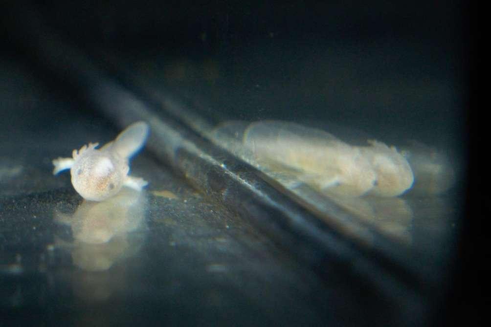 Il primo banchetto dei draghetti nelle Grotte di Postumia Gentili Signore/Signori, siamo lieti di informarvi che la settimana scorsa si sono schiuse con successo tutte le uova dei protei nelle Grotte