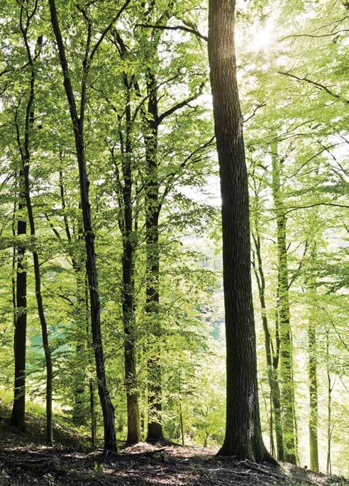 In questo modo, le caratteristiche positive del legno rimangono intatte. L'intero processo produttivo, dall'albero al mobile finito, è nelle nostre mani.