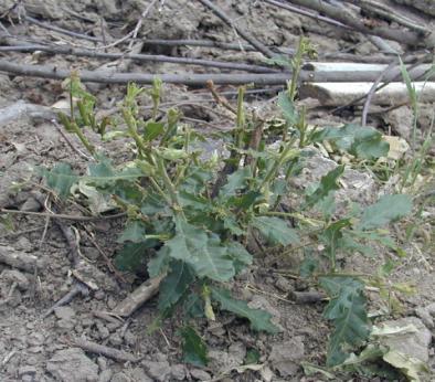 dopo il taglio l 86% delle ceppaie di cerro brucate nel primo anno, non sopravvive nei