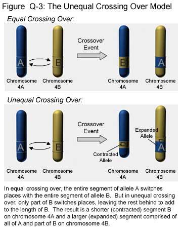 Crossing-over Crossing-over ineguale MUTAZIONI CROMOSOMICHE INTRACROMOSOMICHE delezioni = perdita di un segmento cromosomico duplicazioni = una porzione del crom.