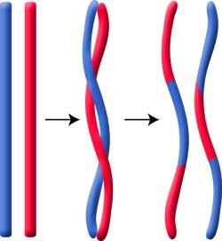 azzurro e scuro Individui che le subiscono possono presentano 2 o più tipi cellulari