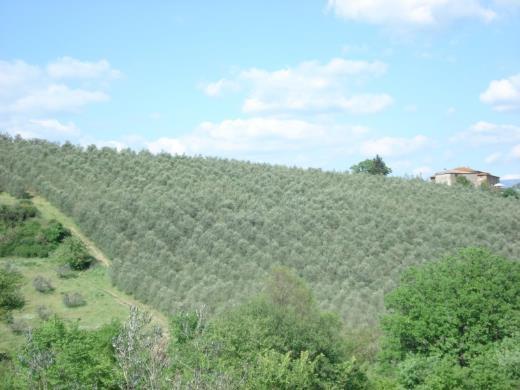 vegetazione (finestre) per rendere più precisa e veloce l