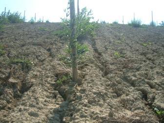 Erosioni Frane Piante
