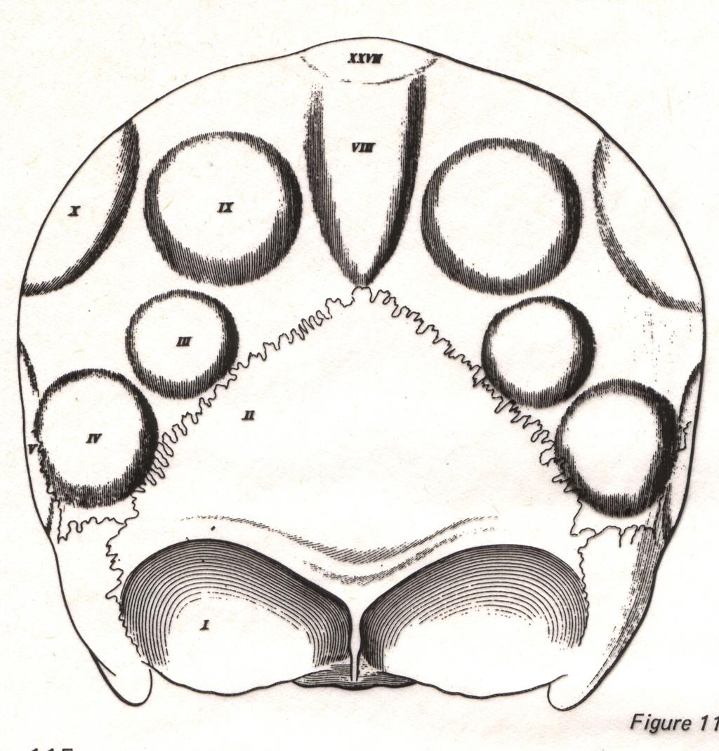 altrettanti organi cerebrali la conformazione del cranio ricalca