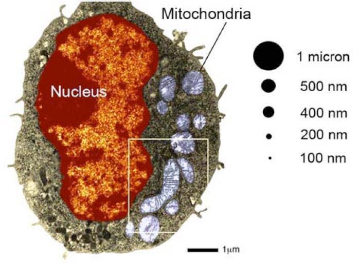 Nanoparticelle e