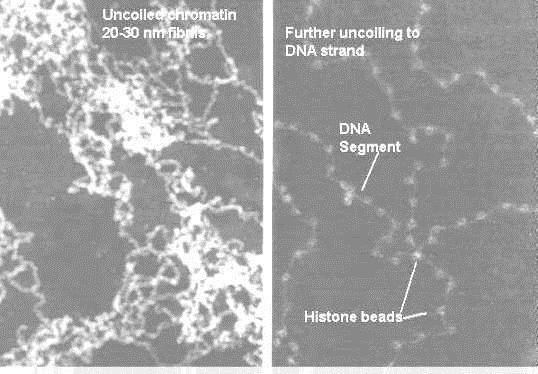 COME DNA E ISTONI SONO ORGANIZZATI NEL NUCLEO A B A) Fibre