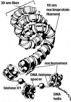 SPIRALIZZAZIONE DEL DNA Distinti livelli di