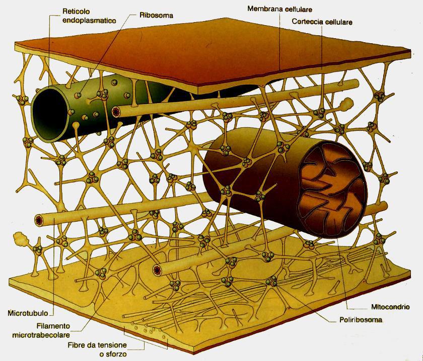 IL CITOSCHELETRO