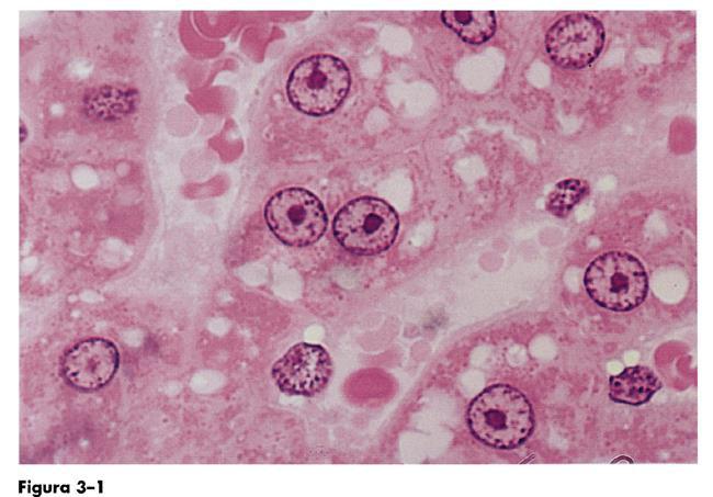 Nuclei al