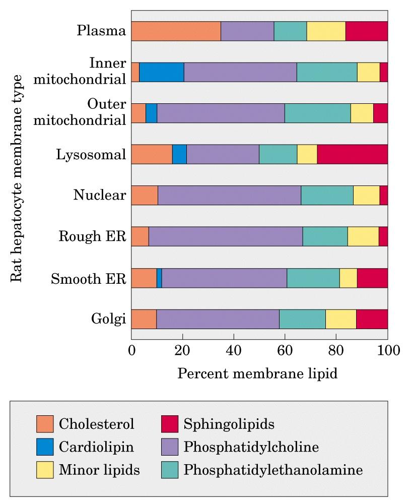 I LIPIDI DI MEMBRANA La composizione lipidica della membrana