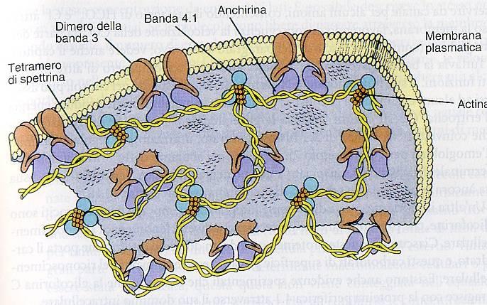 LA MEMBRANA ERITROCITARIA L eritrocita, come molte altre cellule, possiede un complesso scheletro di proteine, esse si