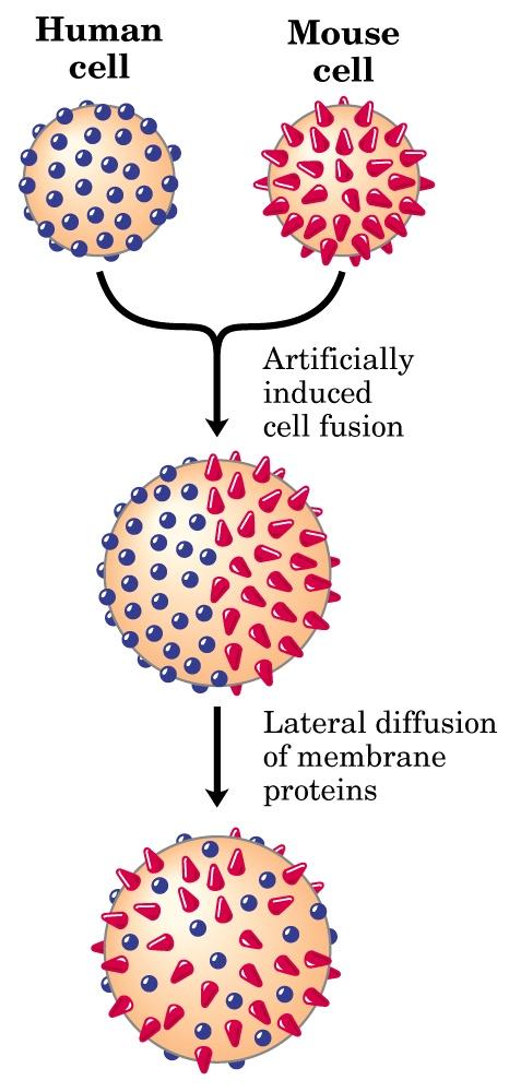 LA FLUIDITÀ DI MEMBRANA Una cellula umana può fondersi con una cellula di topo.