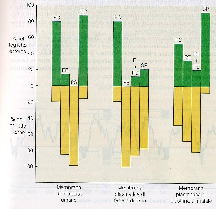 LA ASIMMETRIA DI MEMBRANA Le membrane sono strutturalmente e funzionalmente asimmetriche, perché hanno componenti diversi ed attivitá enzimatiche distinte; l asimmetria è mantenuta durante la vita