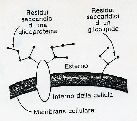 ESEMPI DI