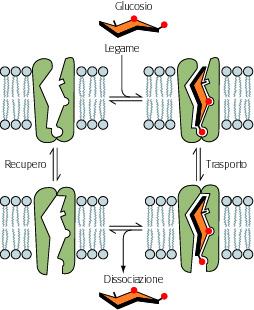 LE PROTEINE TRASPORTATRICI Esse sono proteine transmembrana, disposte in modo asimmetrico, che possono assumere due