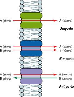 LE PROTEINE TRASPORTATRICI 1) Un uniporto é caratterizzato dallo spostamento di una sola molecola per volta (es.