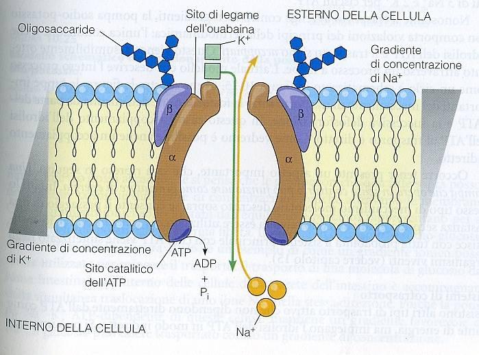 IL TRASPORTO ATTIVO PRIMARIO es. le ATPasi, legate alle membrane, che trasportano i cationi.