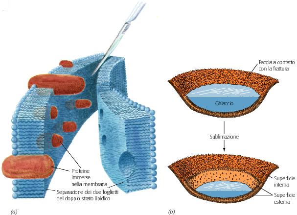 I LIPIDI DI MEMBRANA I doppistratilipidici