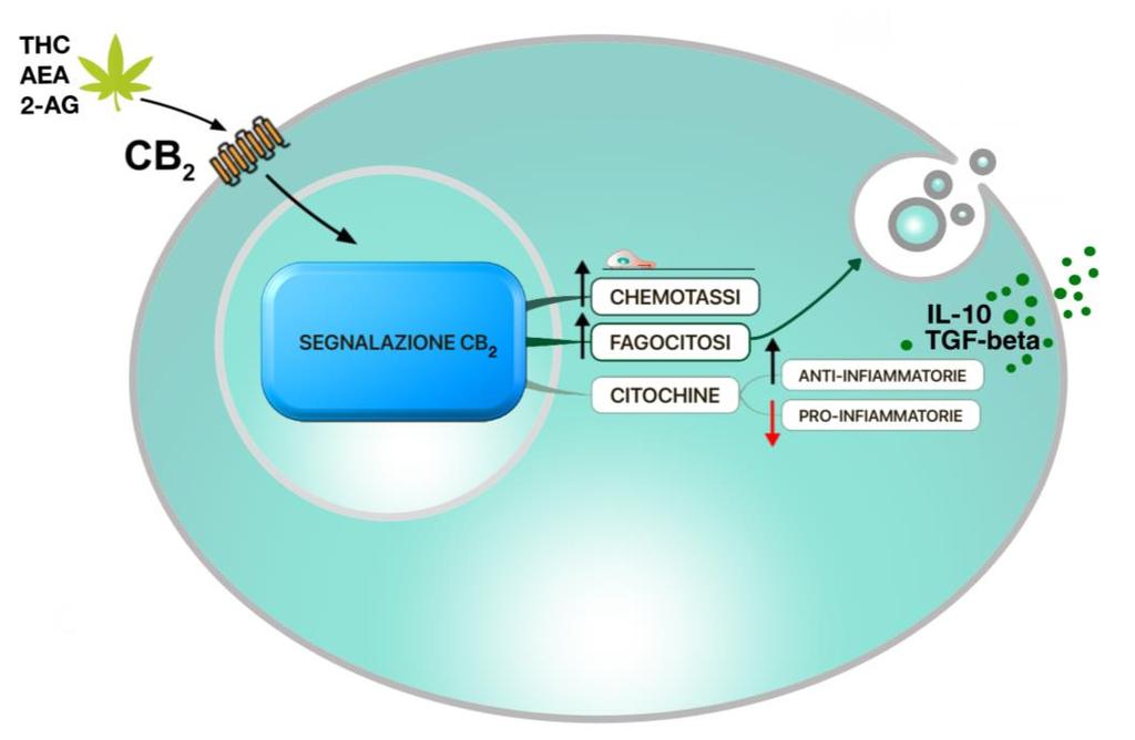 Funzione Immunomodulatoria del Recettore CB 2 Il CB 2 è il recettore cannabico presente nelle