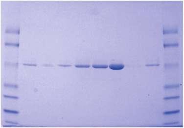 Determinazione del PM di una proteina mediante SDS-PAGE In un gel di acrilammide e SDS la