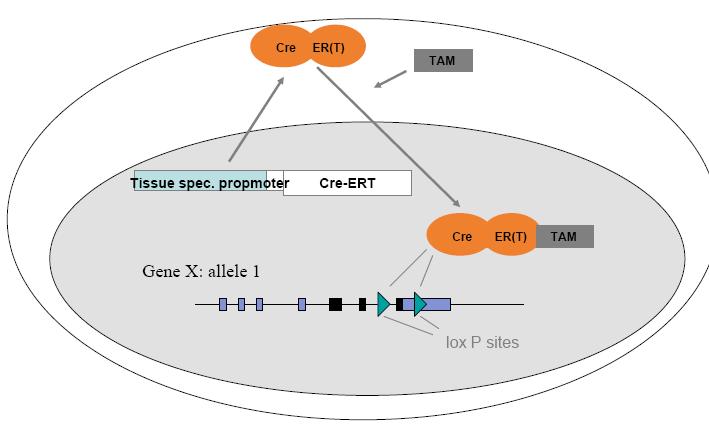 ESPRESSIONE/DELEZIONE di un GENE INDUCIBILE (tempo/spazio) Sono state prodotte proteine di fusione tra Cre e ER(T) (recettore estrogeni) La ricombinasi è confinata nel citoplasma finche non viene